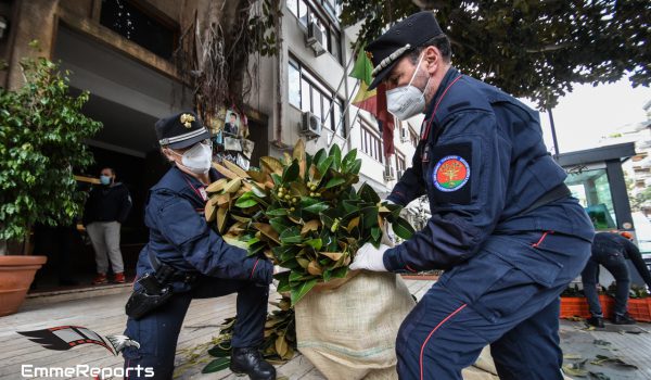 I Carabinieri portano l’Albero di Falcone in tutta Italia