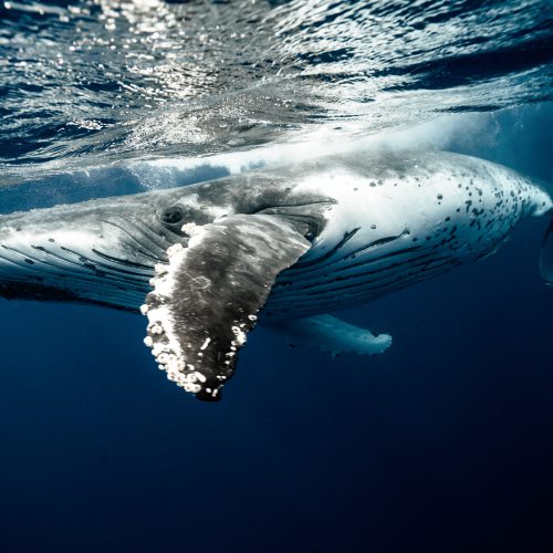 balena