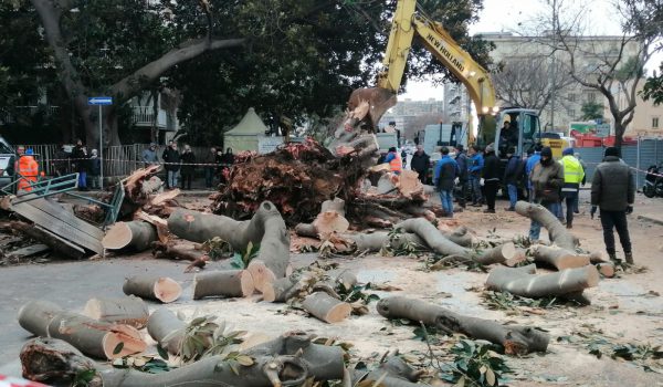 Addio Magnolia, crolla l’albero quasi centenario che diede il nome alla omonima via di Palermo